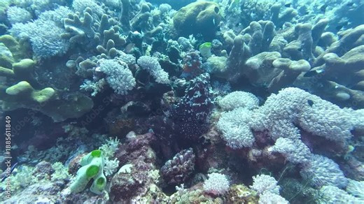 Close-up view of color modulation in octopus during mating interaction on coral reef in 8th Wonder, Manuk, Maluku, Indonesia