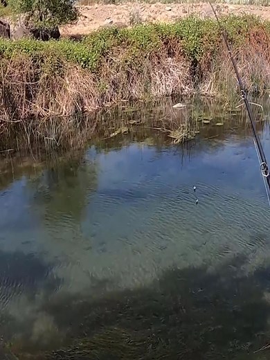 #outdoors #fish #foryou #foryoupage