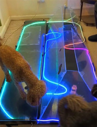 poodle dogs chasing Jiabaile RC car on mini race track