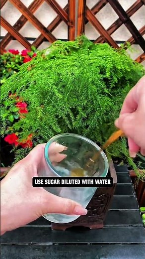 “Your plant is dying… and you don’t even know why!” 😱