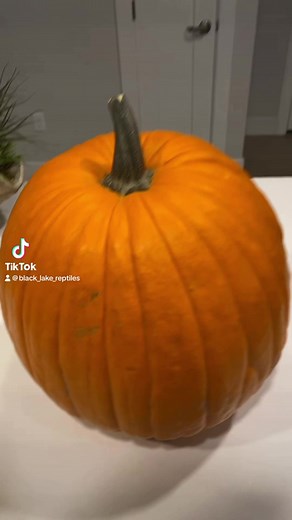 #ballpython #ballpythonmorphs #ballpythonbreeder #python #snake #snakes #snakesofinstagram #reptile #reptilelover #reptilekeeper #pet #pets #daily #fun #animal #happy #germanshepherdsofinstagram #dog #puppy #tortoise #redfoottortoise | Black Lake Reptiles