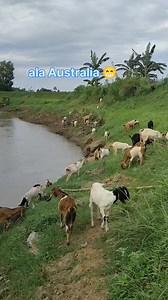 127K views · 1.4K reactions | Ternak terenak tanpa ngarit | Peternakan Dan Pertanian | Facebook