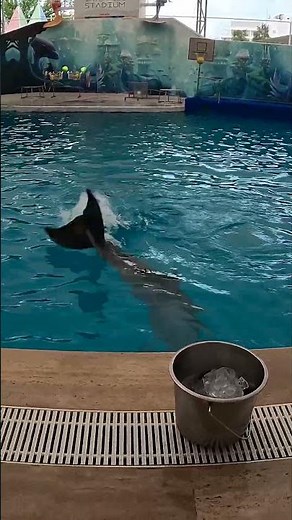🐬 Amazing Dolphin Show at Waterhill Park Antalya | Unforgettable Family Experience #shorts