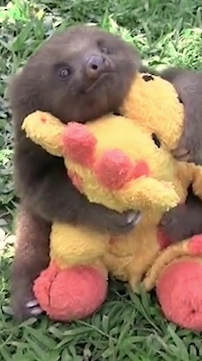 Adorable Sloths Compilation | Baby Animals of TikTok