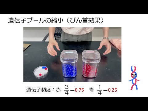 High School Biology "Experiment: Genetic Drift" 2023