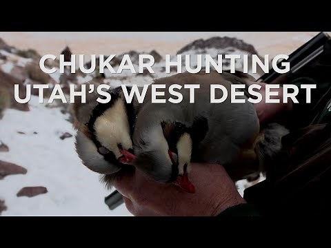 Chukars vs Upland Game Hunters in Utah's West Desert Mountains