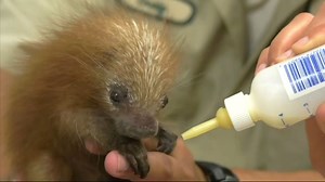 Video. Baby porcupine born at Chicago Zoo