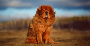 Tibetan Mastiff Breed Guide