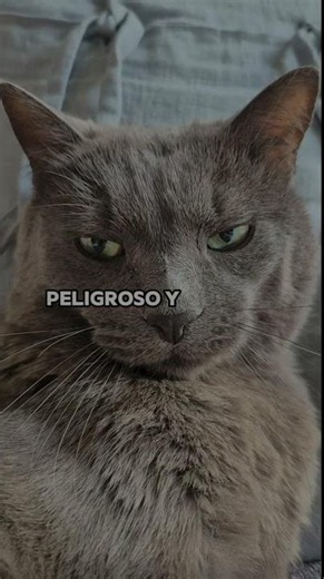 Do you PUNISH him? 🛑 You are BREAKING his mind #cats #catcode #cat