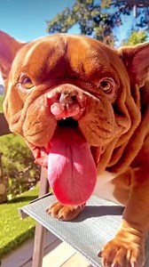 Meet Big Rig, the American pocket bully with a heart bigger than his smile! 🐶 Despite being born with a double lip and cleft palate, he radiates joy and spreads cheer wherever he goes. 🌟 This lovable pup captured the hearts of the LAFD and earned the prestigious title of their official K-9 mascot in 2022. 🏆 #losangelesfiredepartment #LAFD #howlingheroes #doglover #dogreelsfb | Los Angeles Fire Department Foundation