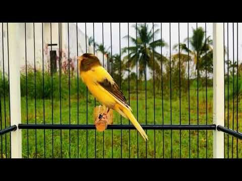 The Best Video To Training Your Canaries Birds! Belgian Canary