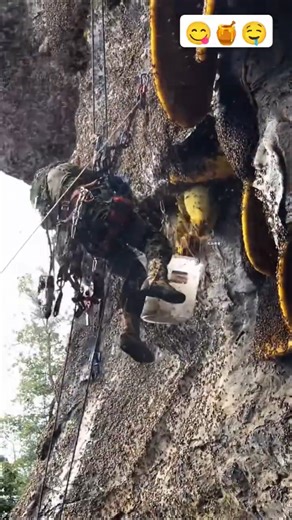 The biggest honey bee 🍯😋🤤 #honeybeedance #adventure #honeybeesting #honeybee #honey #honeybird #bee