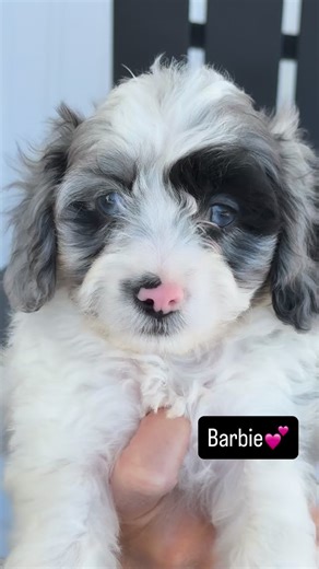 80 reactions · 4 comments | Barbie the gorgeous Merle and white cockapoo little lady. She’s absolutely stunning check out the blue eyesThis girl is fantastic. #fypシ #cockapoo #puppies #cockapoopuppy | Platinum Goldendoodles | Facebook