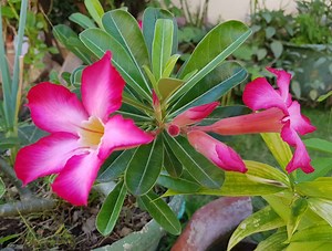 Desert Rose Flower [Meaning + Blooming Tips]
