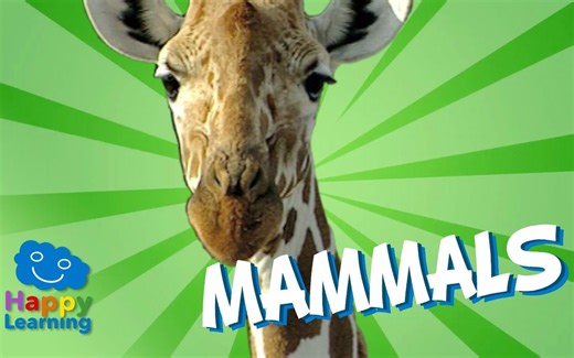 【中英双语字幕】哺乳动物 教育科普 Mammals Educational Video for Kids