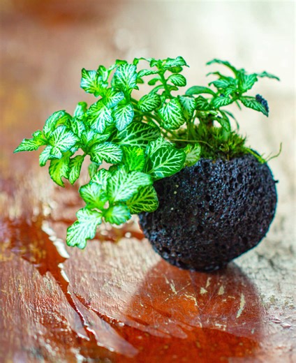 Fittonia planted in a black Lava balls in a terrarium. The nerve plant roots wrapped in dry moss and the inserted to drilled hole in this lava rock. In humid environment, nerve plants look different than in ordinary flower pot. #nerveplant#fittonia #Lava #terrarium #terrariumplants