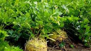 11K views · 128 reactions | In addition to harvesting and storage technology for potatoes and beets, GRIMME also offers equipment for vegetables. Here is the proof - GRIMME ROOTSTER, MAXTRON and CleanLoader for celeriac. --- Neben Ernte- und Lagertechnik für Kartoffeln und Rüben bietet GRIMME auch Technik für Gemüse an. Hier ist der Beweis - der GRIMME ROOTSTER, MAXTRON und CleanLoader in Knollensellerie. #GRIMME #GRIMME #vegetable | GRIMME Landmaschinenfabrik | Facebook