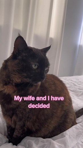 #cat #hisbandwifecomedy #parenting #funny | Gangstacats