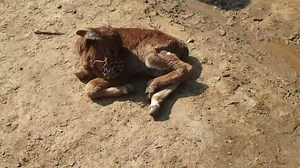 60 reactions · 4 comments | انمول مشترکہ فارمز میں شامل ہونے کا موقعہ | Anmol Cattle Farming | Facebook