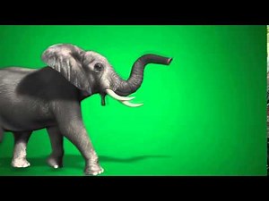 Greenscreen Elephant HD