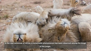 10 Remarkable Lion Pride Alliances in Africa