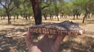 Cork tree garden (cork oak) is a long-standing business in parts of Portugal, element of cork tree bark in the foreground.