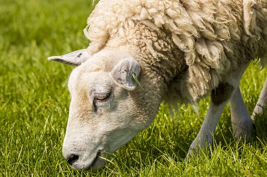 Sheep Poop: Everything You've Ever Wanted to Know