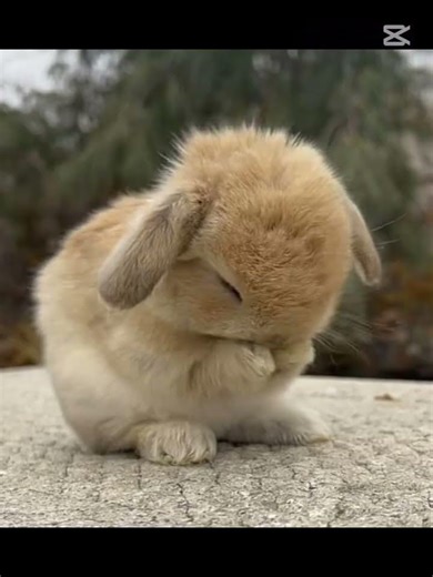 Jisoo is my rabbit!😅🐇 #capcut #blackpink