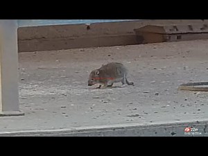 Rat Wars: The Battle of Guadalete