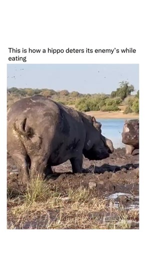 Nature Uncharted on Instagram: "Hippos spin their tails like helicopter blades while pooping, flinging dung everywhere to mark territory and signal dominance—especially when rivals are nearby. Hippos will also blast-spray their poop toward approaching predators, using the flinging as a messy warning signal that basically says, “Back off—this is my spot.”"