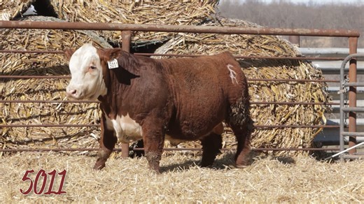 Lot 5011 SRR MR 2301 BODY BUILDER 5011