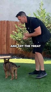 Transformative techniques for engaged dog training
