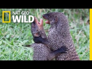 Watch Female Mongooses Fight For Their Kids | Nat Geo Wild