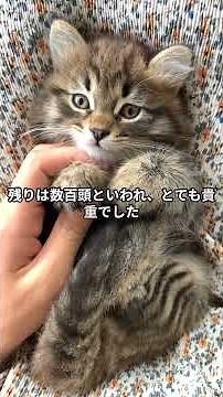 絶滅寸前！世界で消えゆく動物たち【海・日本・鳥・アジア】｜Endangered Animals Across the World #Shorts #ショート動画