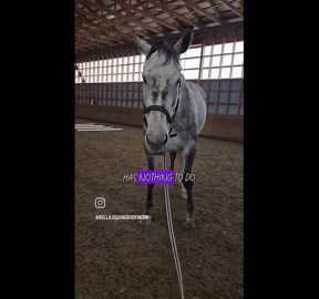 Horse Bodywork: Grounding Techniques for Horses