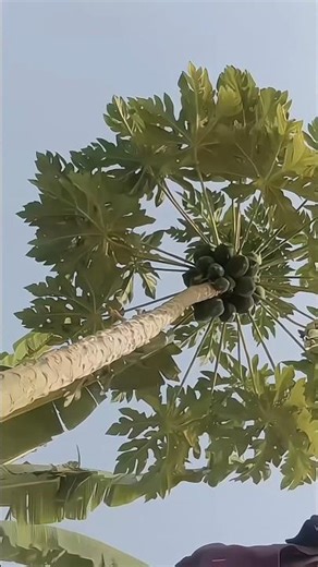 Kisi Ki Yaadon Mein Khoye Hue ( Slowed + Reverb ) | Old Hindi Songs Lofi Slowed Reverb