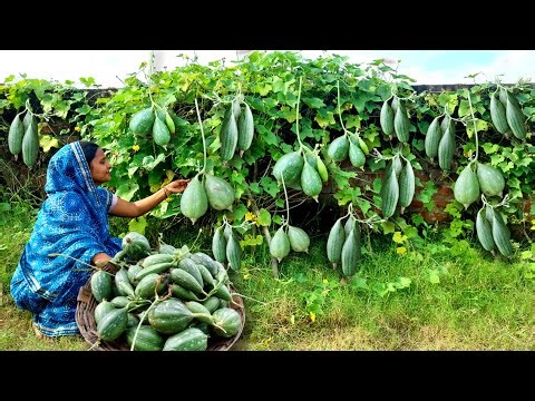 झिंगी सत्पुतिया की सब्जी चना दाल के साथ इस तरीके से बने तो चावल हो या रोटी खाने का मजा दुगुना होजाये