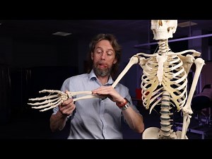 Pronators and supinators anatomy