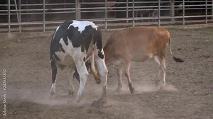 Brown young bull and cow making love. Bull trying to gain the love of a cow by playful rubbing heads. Two cows fighting playfully head to head-Dan