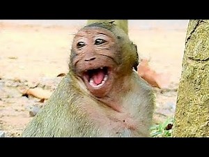 Unlucky, Sweet Pea Was Beaten Hardly By Popeye and Dolly.