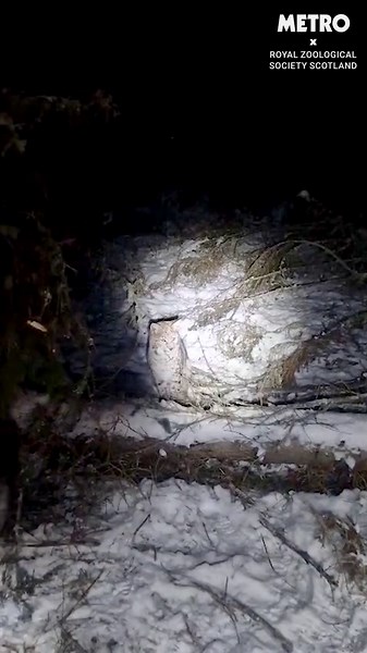 Two lynx caught in Scotland after being released 'illegally'