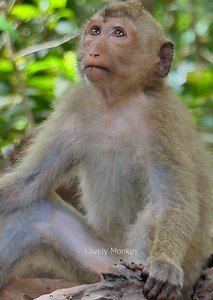 Really Beautiful Monkey Rainbow, Most adorable monkey, monkey rainbow she is sleepy, lovely monkey. | Lovely Monkey