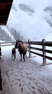 1.8M views · 20K reactions | Alpine ibex with its young: a visual moment of connection This video offers a visual representation inspired by alpine ibex behavior. Rather than focusing on location, it highlights proximity, movement, and coordination between an adult and its young. Created for educational observation and visual learning. | 퓶퓸퓸퓭 퓭퓮 했햆햑햑햊 | Facebook