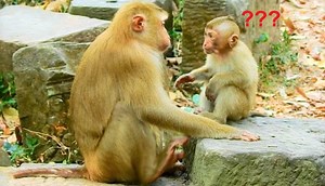 35K views · 944 reactions | Extremely beautiful moment how cute little Rainbow lip-smacking talk & talk to big sister Luna, so amusingly happy | Animals JoJo Family | Facebook