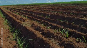 Preparing land for planting sugar cane. Sugarcane producing farm Stock Video
