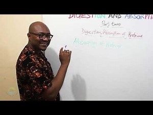 Digestion and Absorption of Proteins