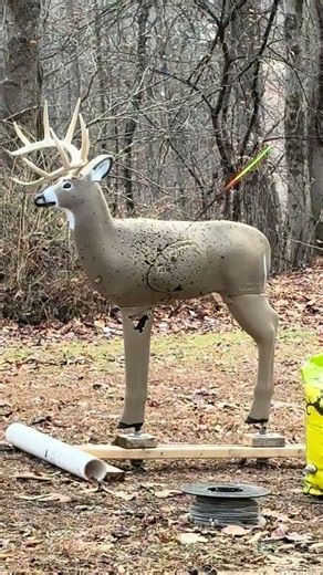 Longbow shooting from tree saddle