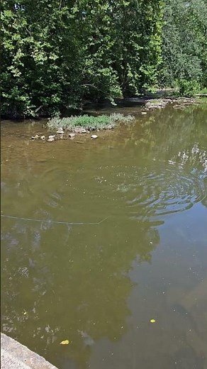 Cast Netting Minnows
