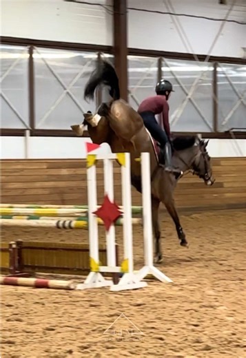 Experience the Thrill of Baloubette21 Jumping