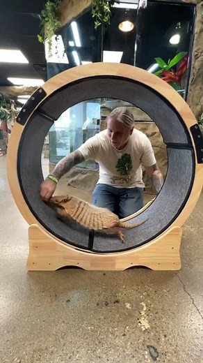 53K views · 907 reactions | How an Armadillo Exercises! #reels #wildlifeaddicts #feedingtime #Armadillos | Brian Barczyk | Facebook